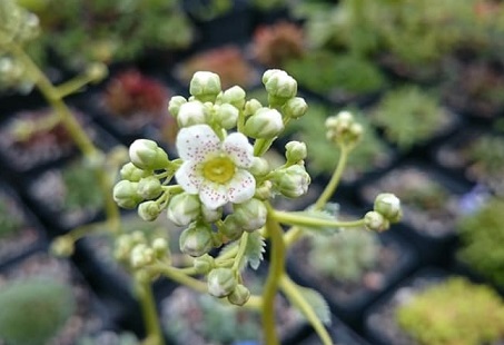 Saxifraga canis dalmatica - 8cm pot 